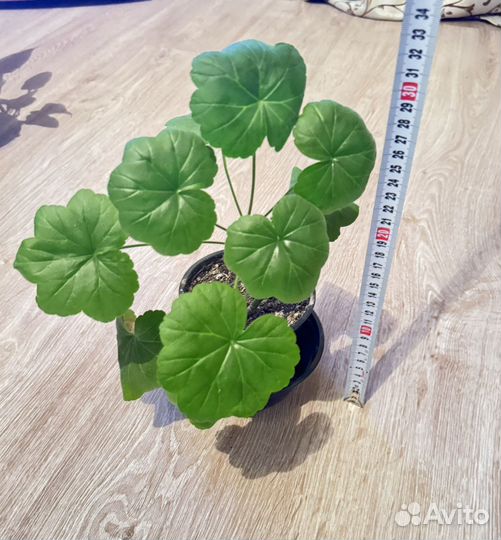 Герань пеларгония