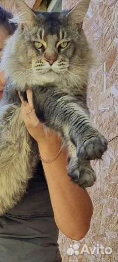 Котята мейн-кун