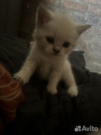 Британские котята