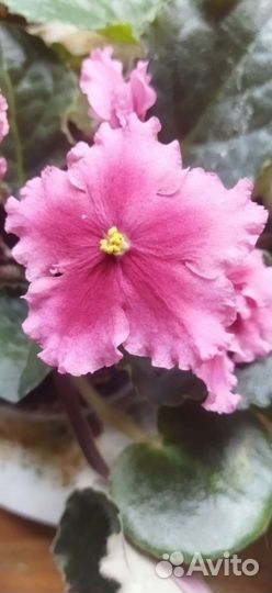 Фиалки черенки