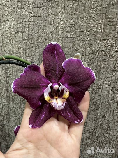 Орхидея фаленопсис