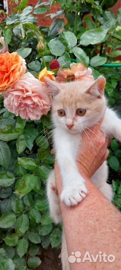 Котик в добрые руки