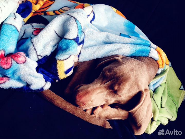 Передержка животных Zoo Mom