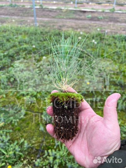 Лиственница Сибирская зкс сеянцы