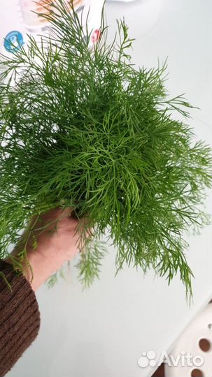 Яйцо от своей курочки