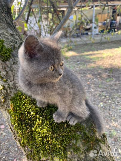 Британская