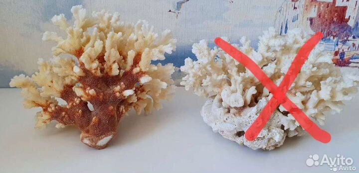 Большие морские раковины, кораллы