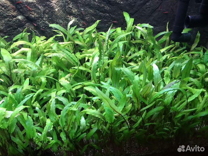 Криптокорина Вендта, Креветки Чери