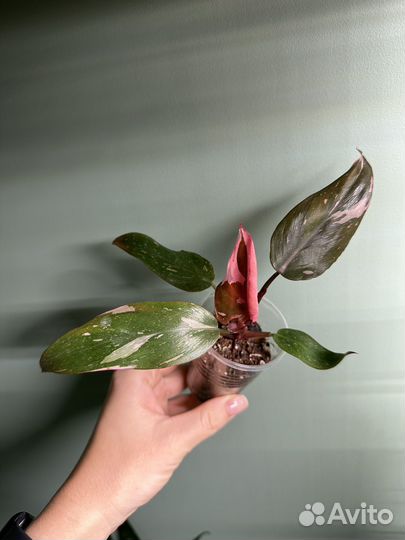 Филодендрон розовая принцесса / pink princess