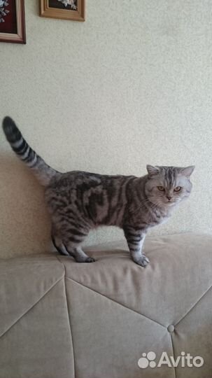 Кот для вязки