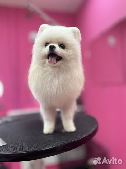 Стрижка собак