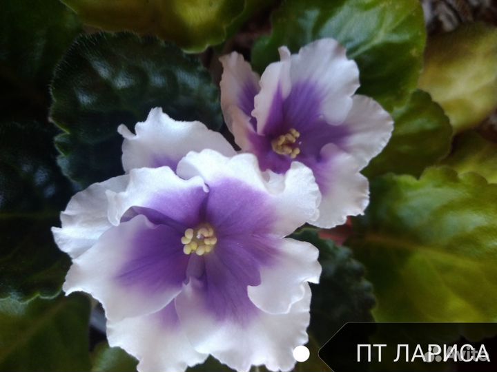 Фиалки, лист с детками