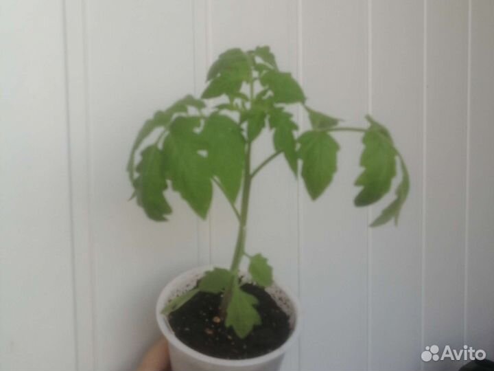 Биогумус - компост от червей, природное удобрение