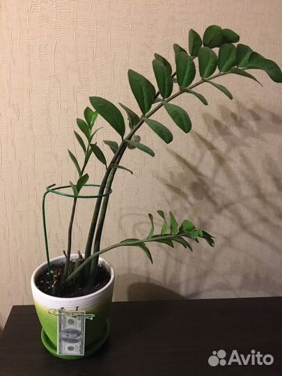 Цветы комнатные разные