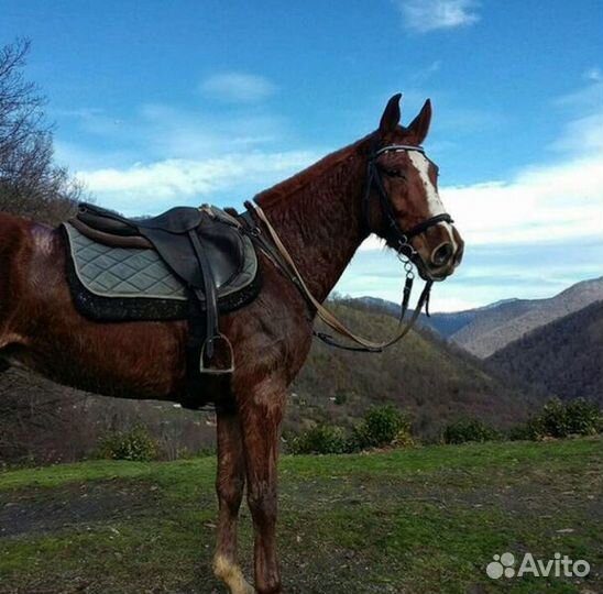 Конные прогулки в Адлере