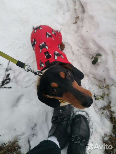 Собака для съемок