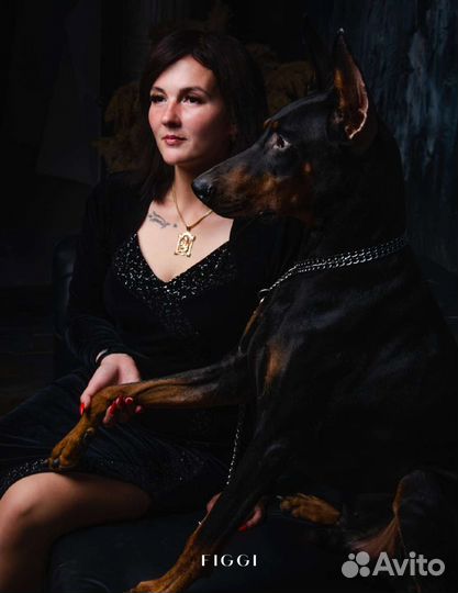 Доберман для фотосессии