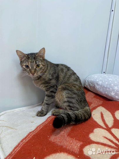 Кошка в дар