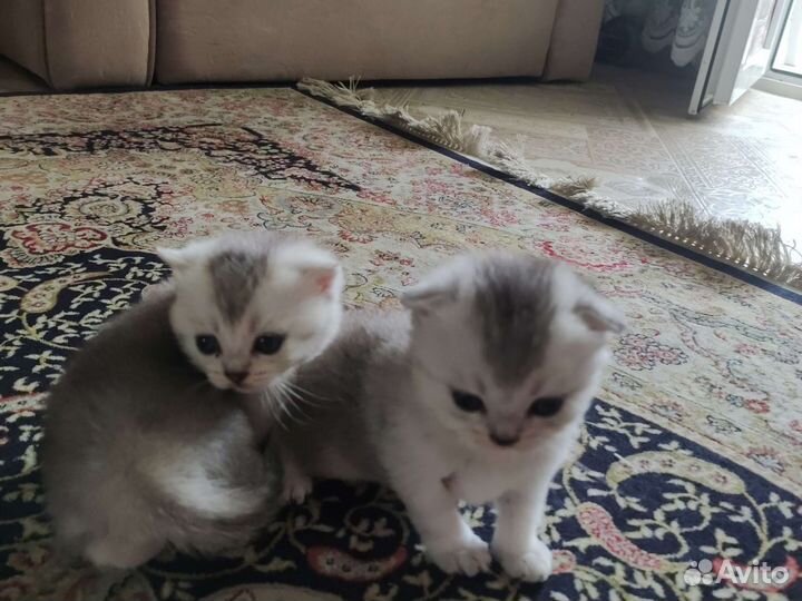 Британская кошка