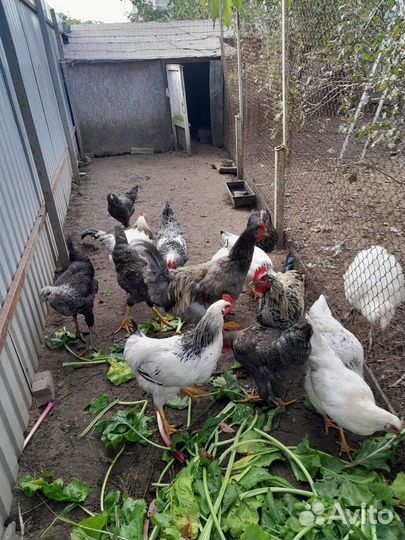 Молодки кур несушек