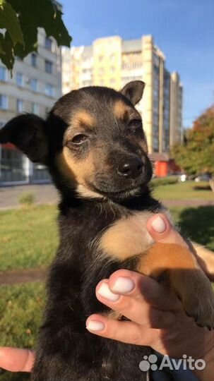 Щенок мальчик в добрые руки маленькой собачки