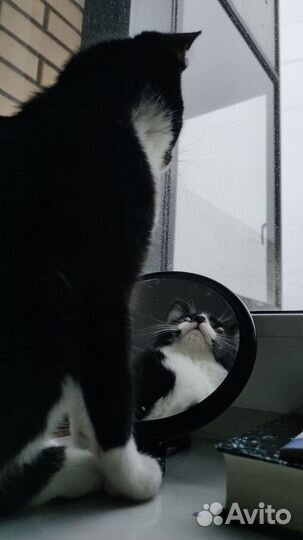 Кошка Ева ищет дом