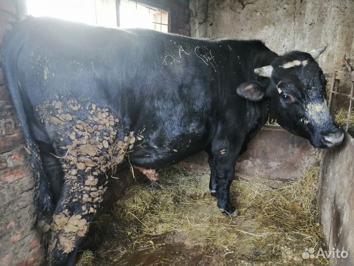 Бык на мясо