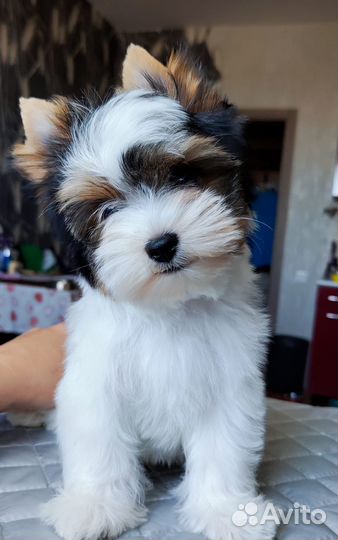 Бивер красава РКФ