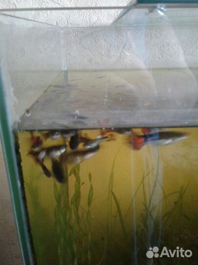 Растения для аквариума