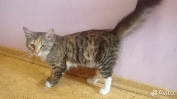 Трёхцветная кошечка на счастье