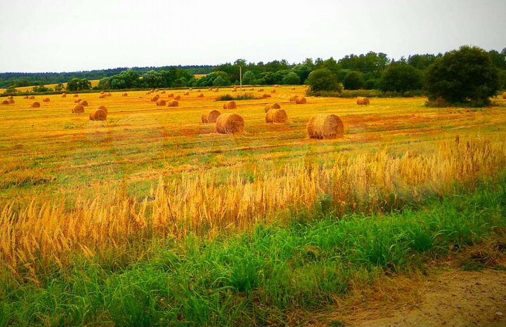 Участок 10 сот. (СНТ, ДНП)