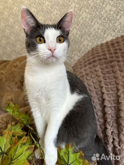 Зайка ищет дом