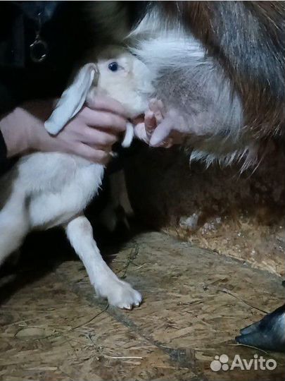 Козлики, козёл, козлята