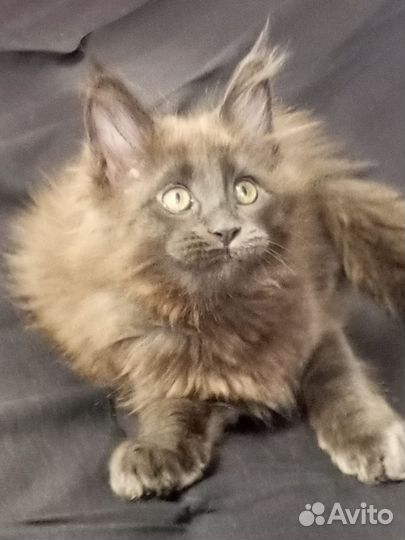 Девчата шикарные