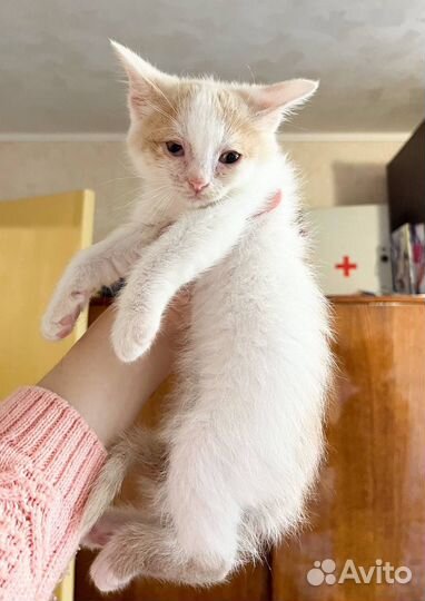 Кошечка в добрые руки