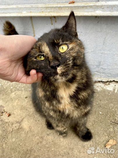 Ласковая молодая кошечка