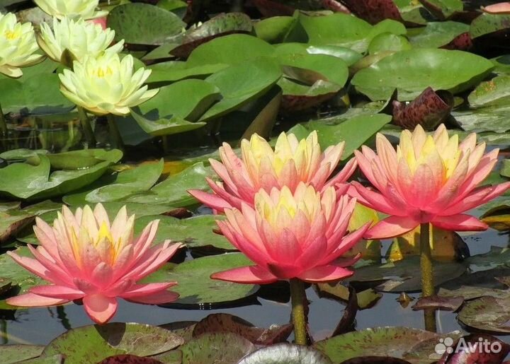 Нимфеи для пруда