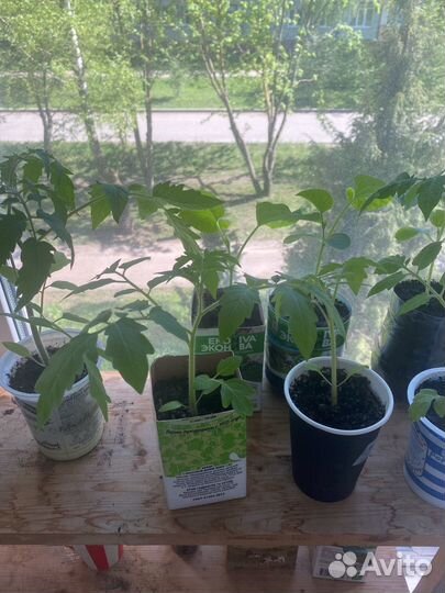 Рассада помидор (семена премиум)