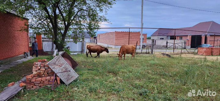 Корова дойная