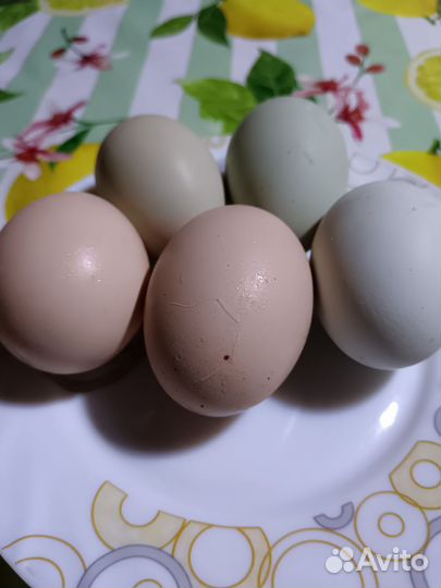 Инкубационное яйцо кур