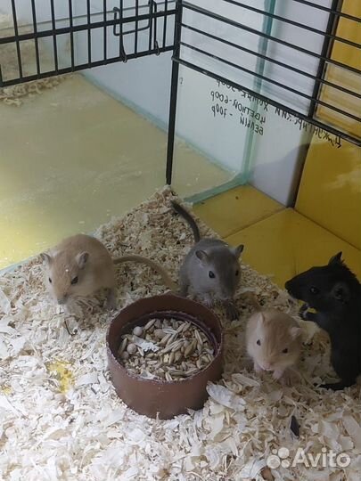 Песчанка