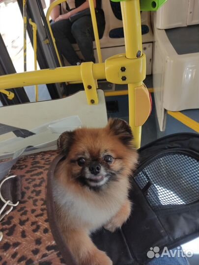 Померанский шпиц вязка кобель