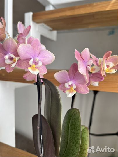 Орхидея парфюмерная Фабрика ароматная Mellion