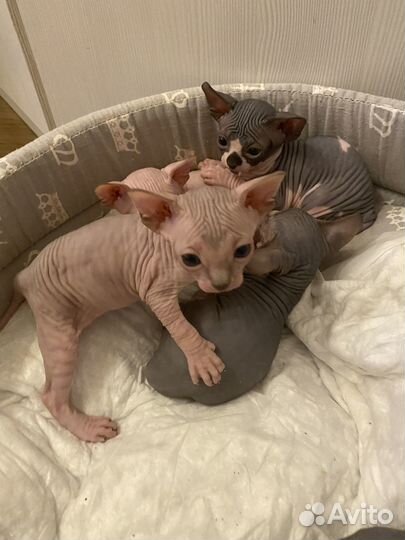 Канадский сфинкс котенок