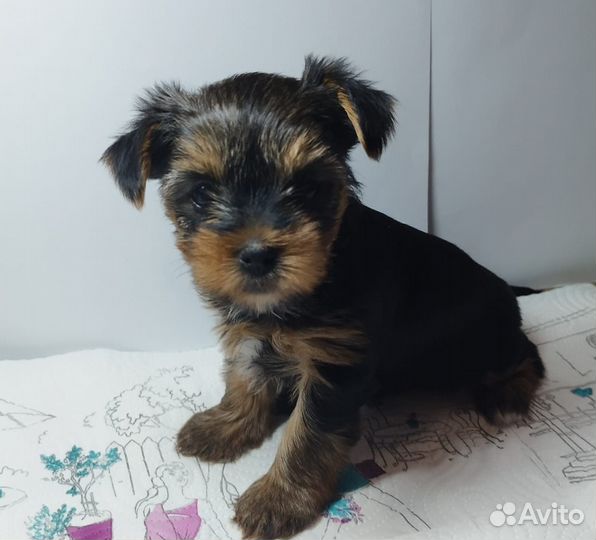 Йоркширский терьер