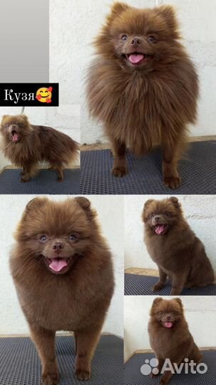 Стрижка собак и кошек