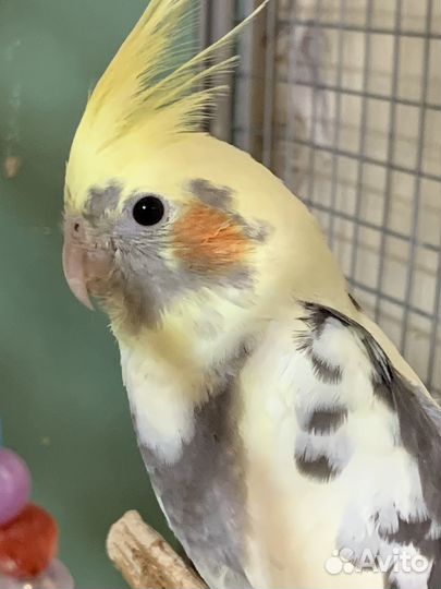 Попугай Карелла птенцы