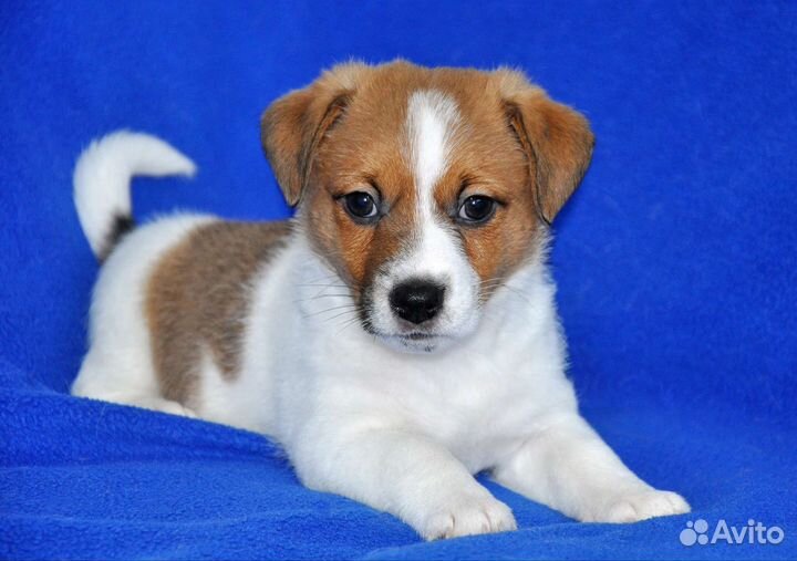 Щенок джек Рассел терьер