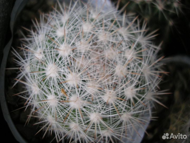 Кактусы маммилярии