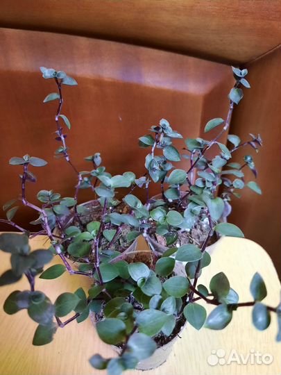 Ампельные растения